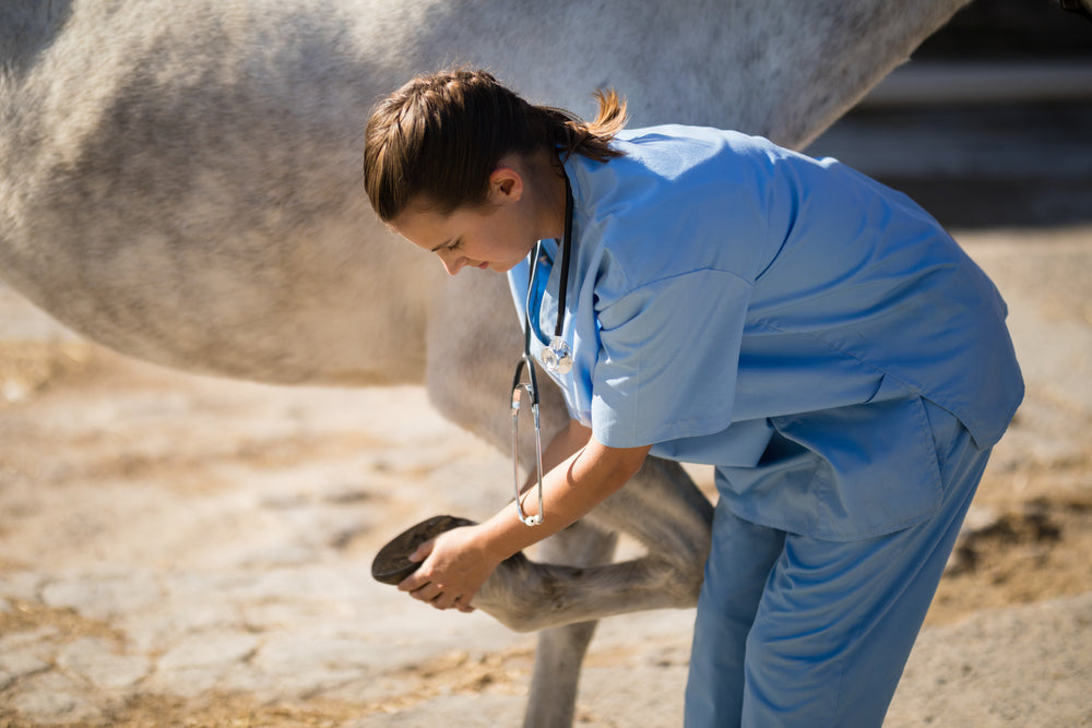 Is It Canker or Thrush in a Horse’s Hoof?