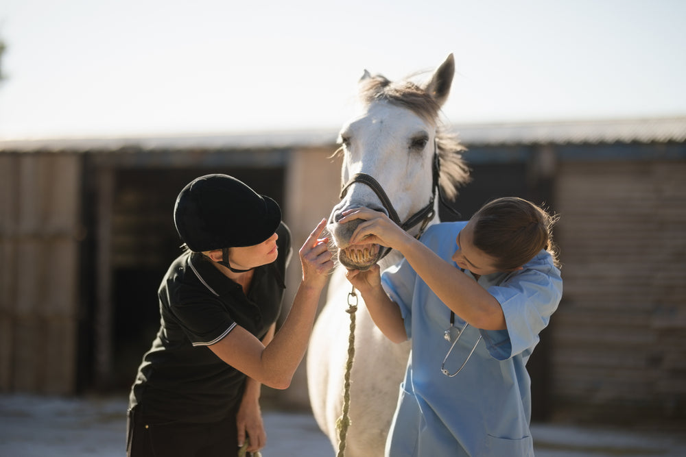 Horse Colic Signs: How To Recognize Colic Early