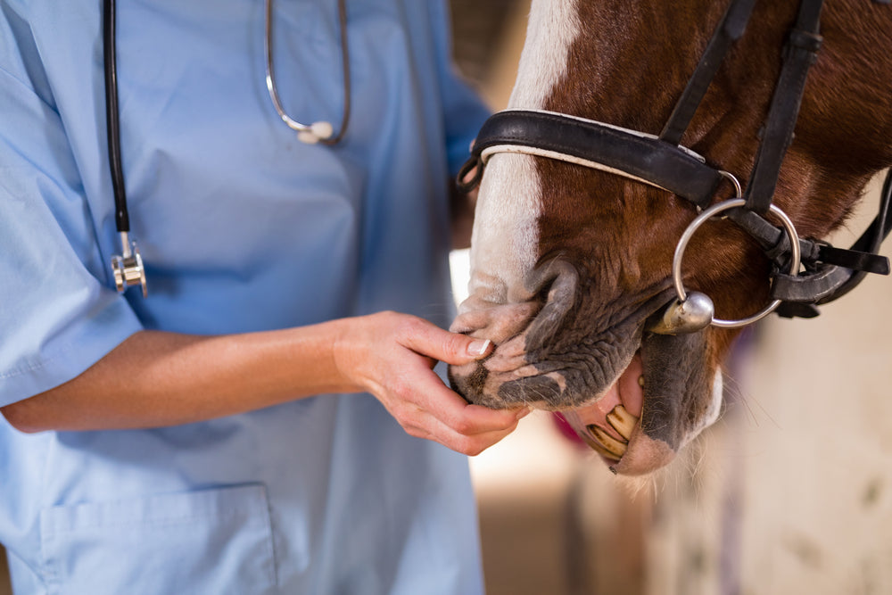 Rein Lameness in Horses: Signs, Diagnosis and Retraining
