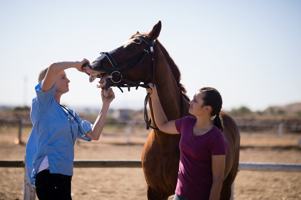 Infection After Horse Tooth Extraction