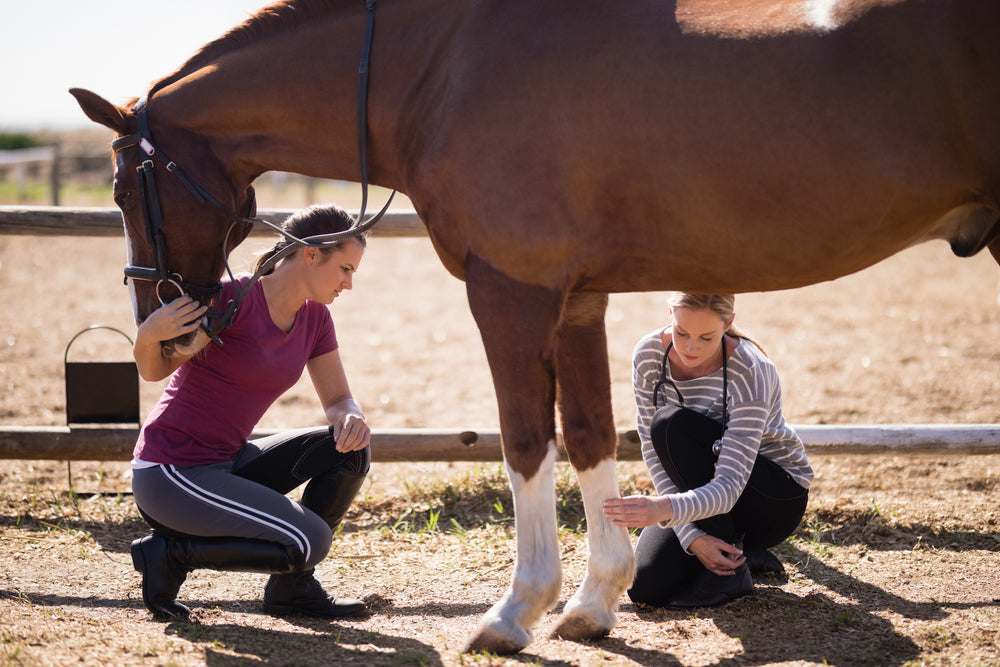 Can Horses Get Stressed During Time Off? Rest Periods, Pasture Moves and Routine Changes