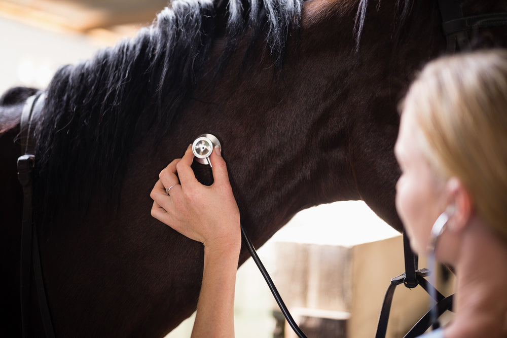 Recurrent Colic in Horses: Causes, Diagnosis, and What To Do Next