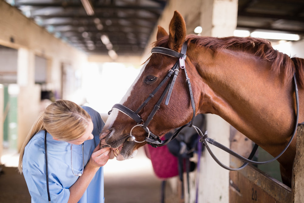 How To Manage Dental Problems in Older Horses