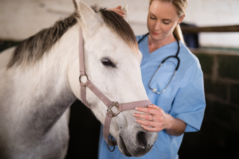 How To Diagnose Equine Asthma in Horses
