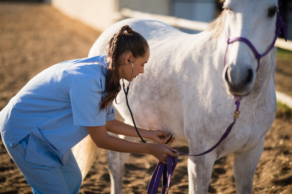 Can Red Blood Cell Count Predict a Horse’s Racing Ability?