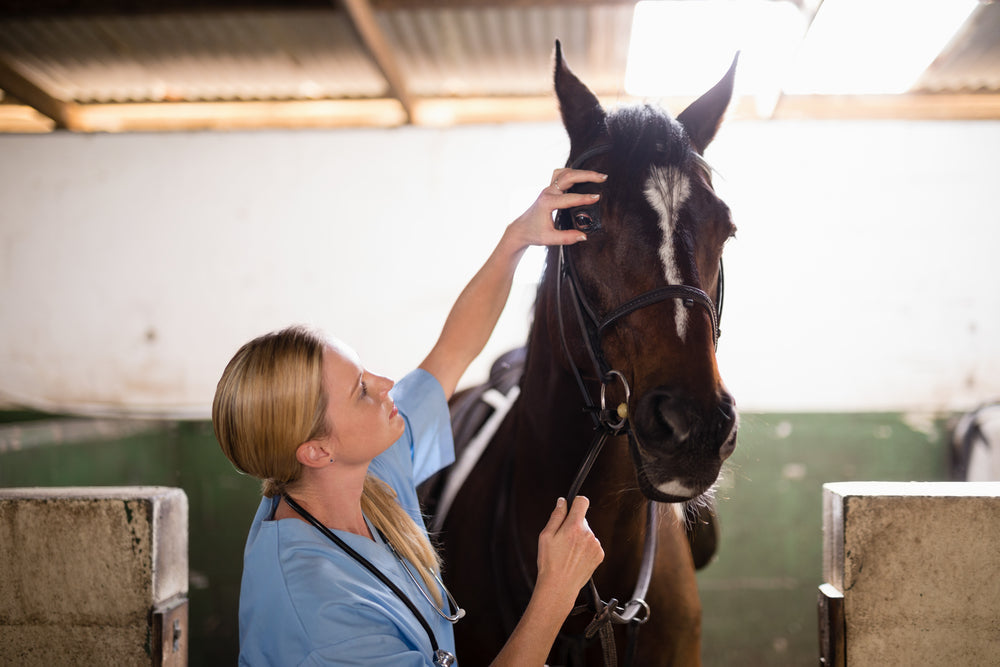 Can Horses Recover After Colic Surgery?
