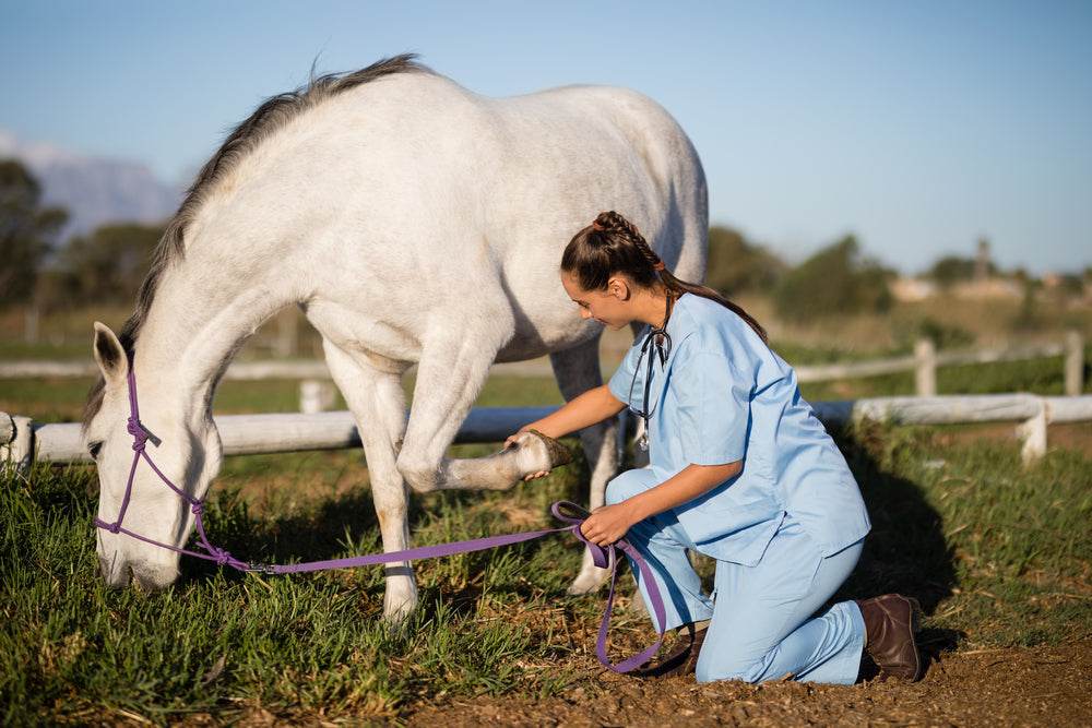 Tildren for Navicular Syndrome in Horses: When It Helps and When It Does Not