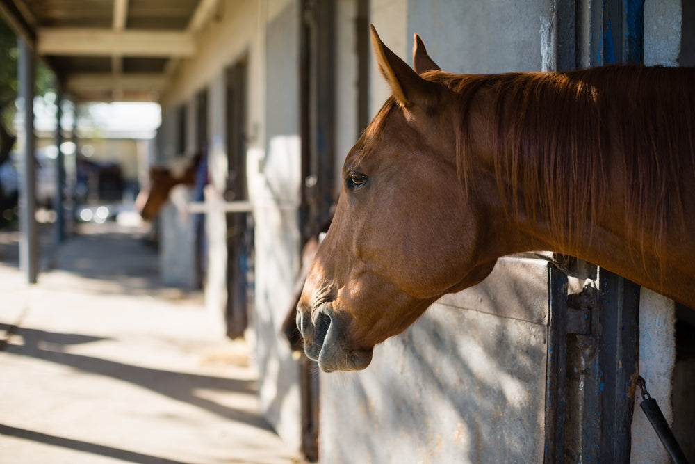 How To Prevent Enteroliths in Horses