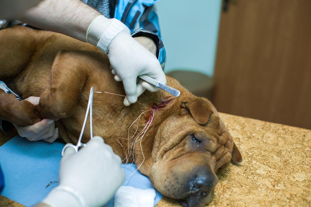Shar-Pei Health and Care Needs