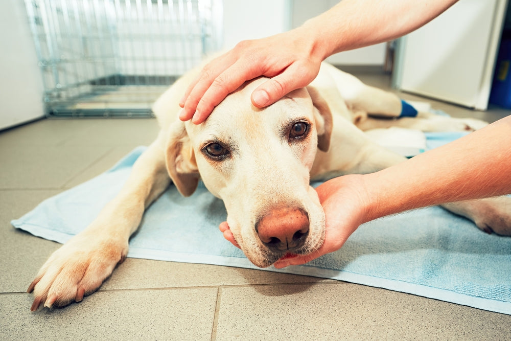 Lymphoma Chemotherapy Medications for Dogs and Cats