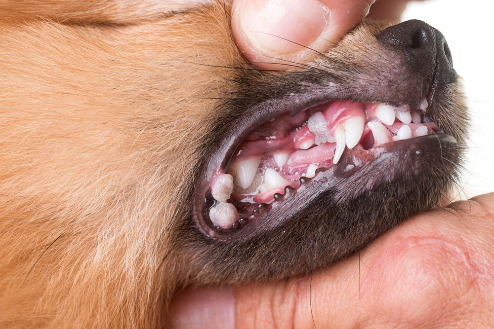 Sucralfate (Carafate) for Dogs and Cats