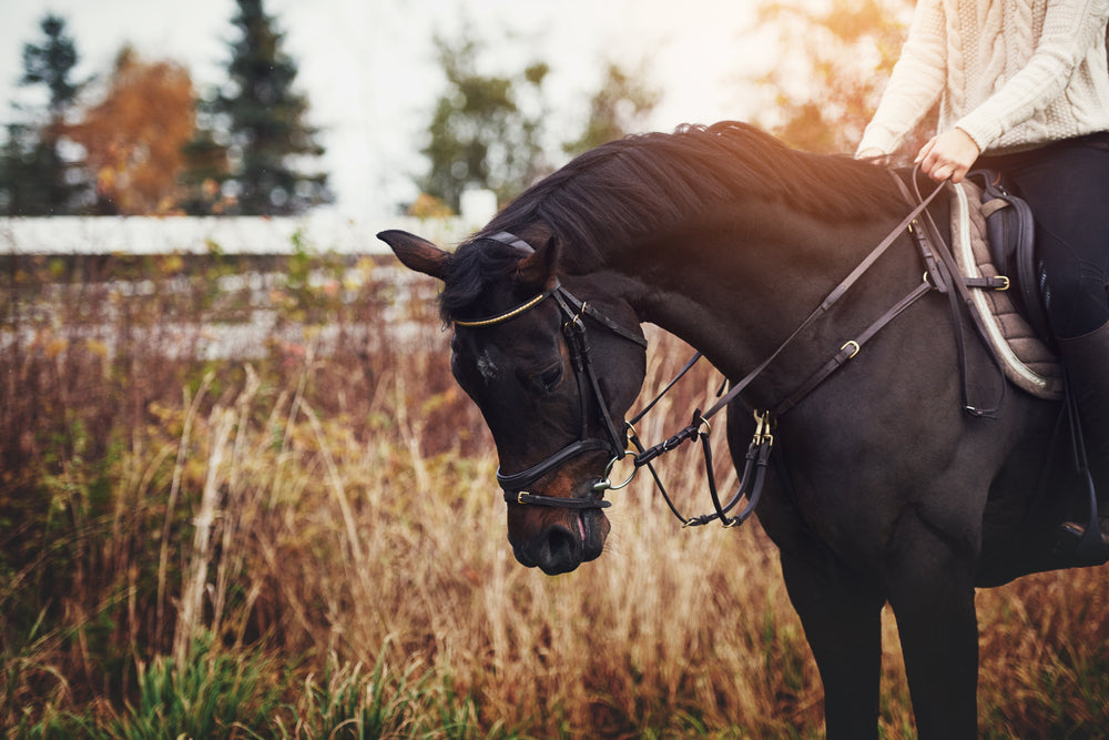 What To Do If Your Horse Is Down and Cannot Get Up