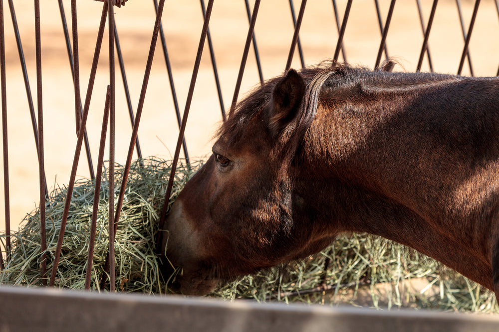 Should You Feed Alfalfa Before Riding to Prevent Gastric Ulcers?