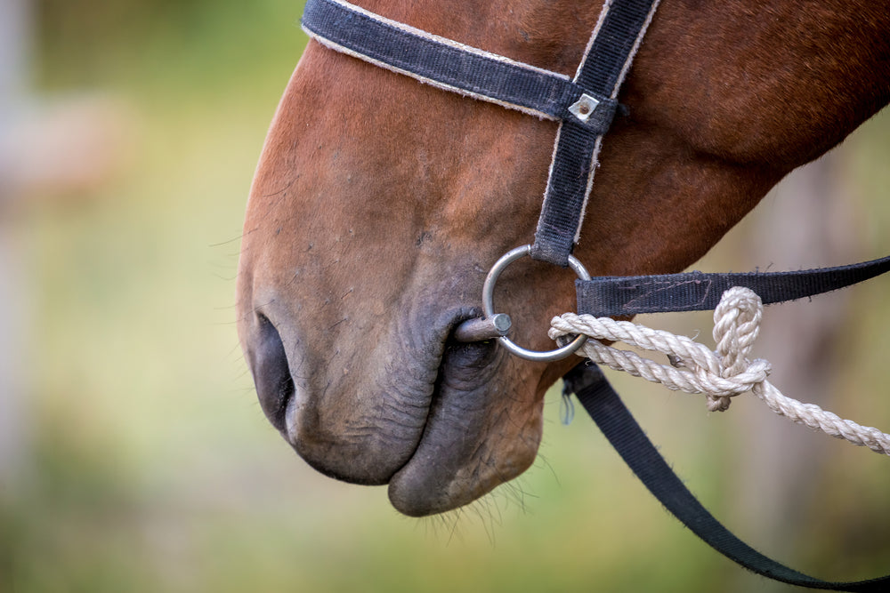 Equine Herpesvirus in Horses: Symptoms, EHM, Abortion and Outbreak Control