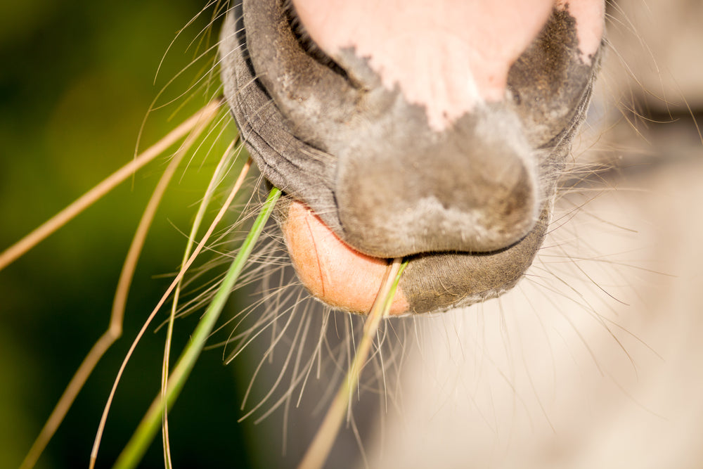 Plant Toxins That Cause Liver Disease in Horses