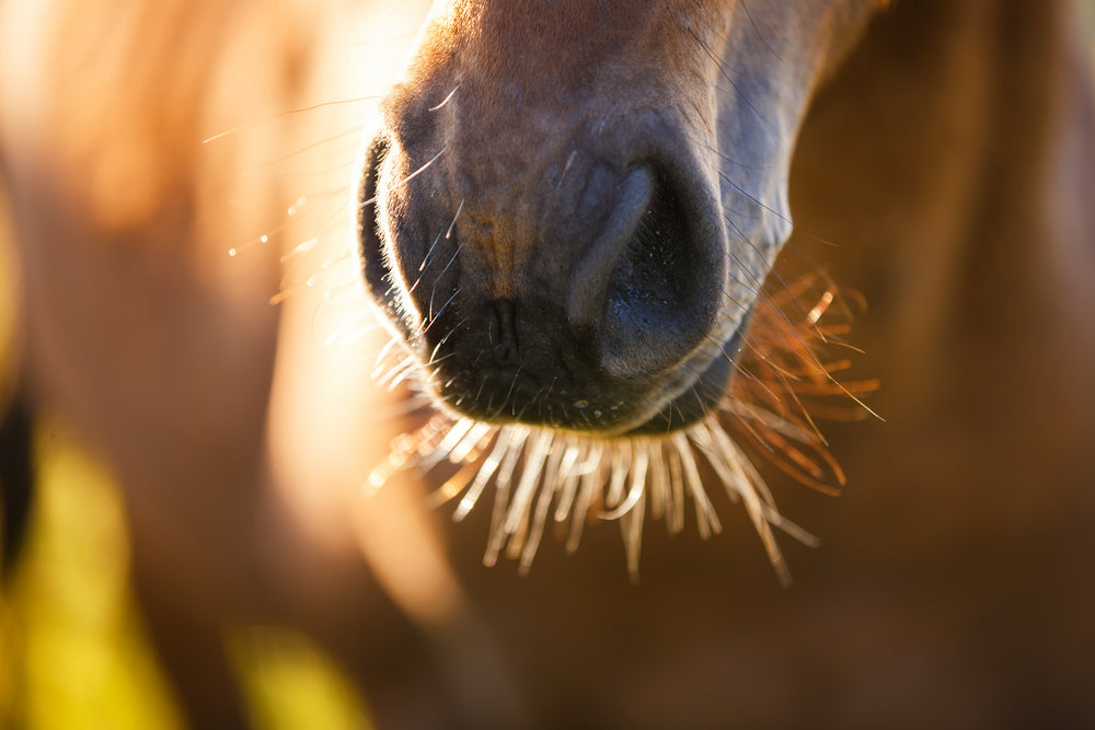 Pinworms in Horses