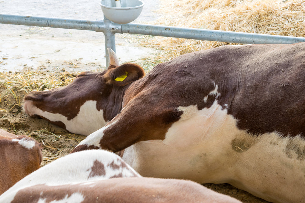 Zoonotic Diseases From Calves