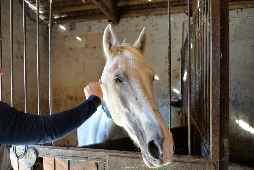 Is Dormosedan Gel Safe for Horses?