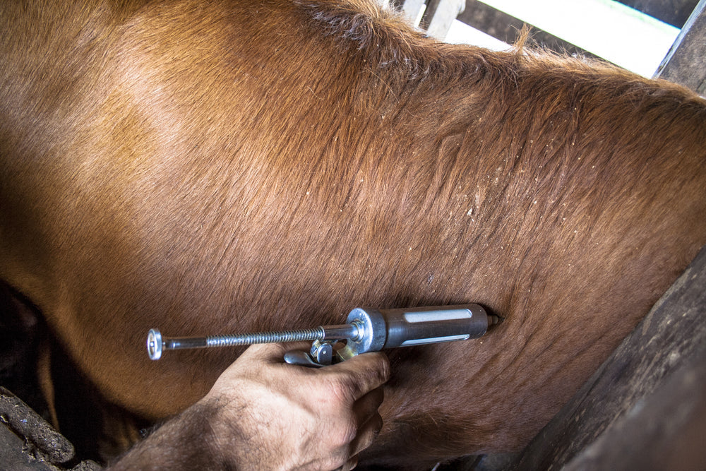 Joint Injections in Horses