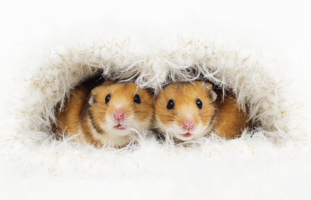 Hamster Care