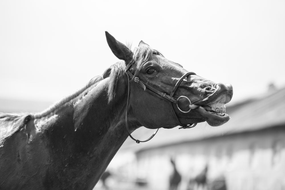 How Common Are Dental Problems in Horses?