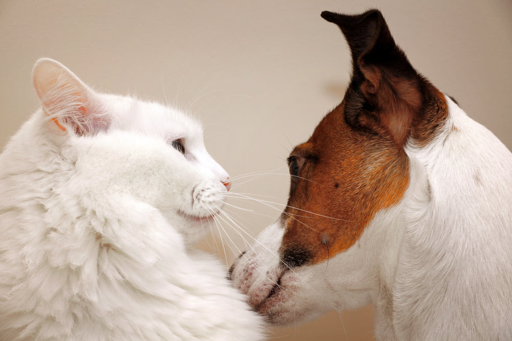 Ketoconazole for Fungal Infections in Cats and Dogs