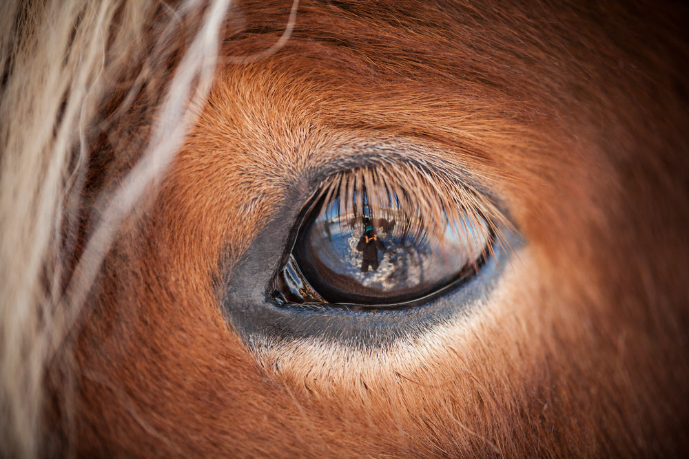 How Do Horses See the World?