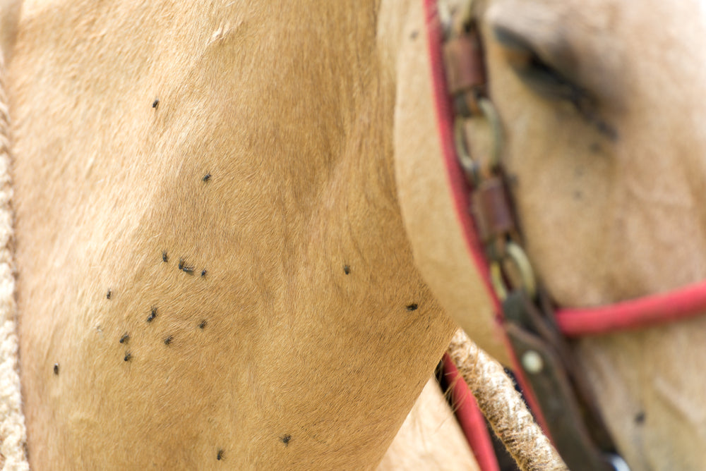 Piroplasmosis in Horses