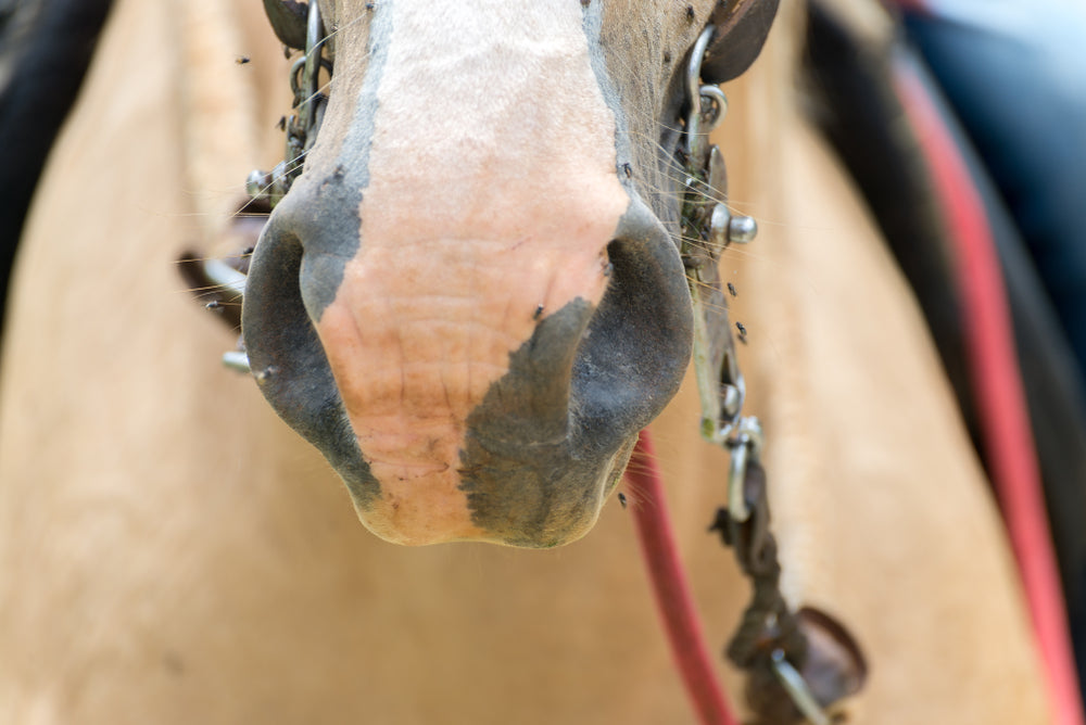 How To Treat Mite-Related Pastern Dermatitis in Horses
