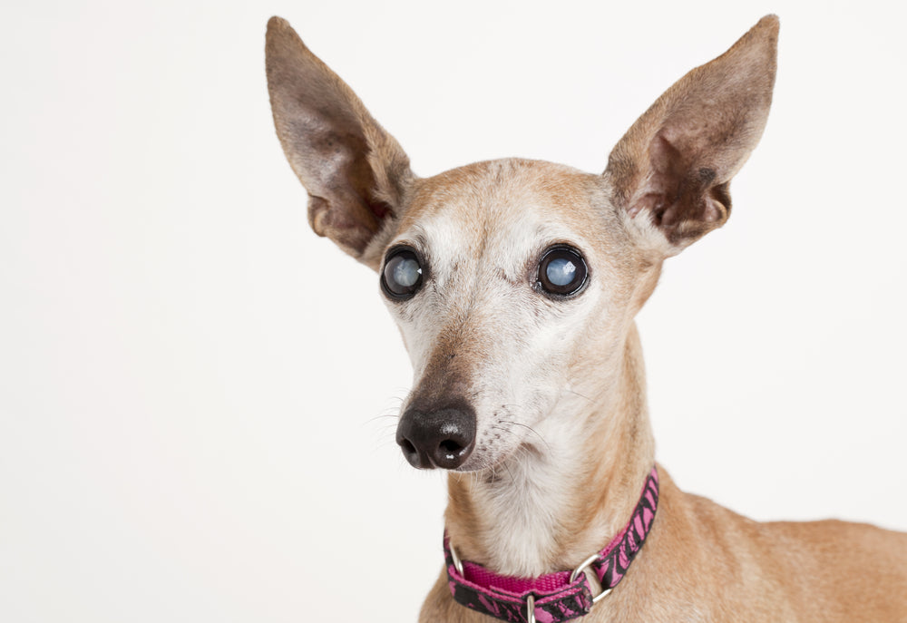 Blindness in Dogs and Cats