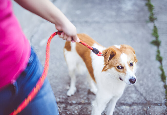 How to Stop Your Dog from Pulling on the Leash—Vet Guide 2025 🐕‍