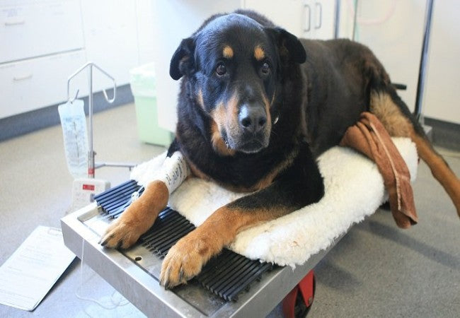 von Willebrand Disease in Dogs: Vet’s 2025 Guide 🩸🐶