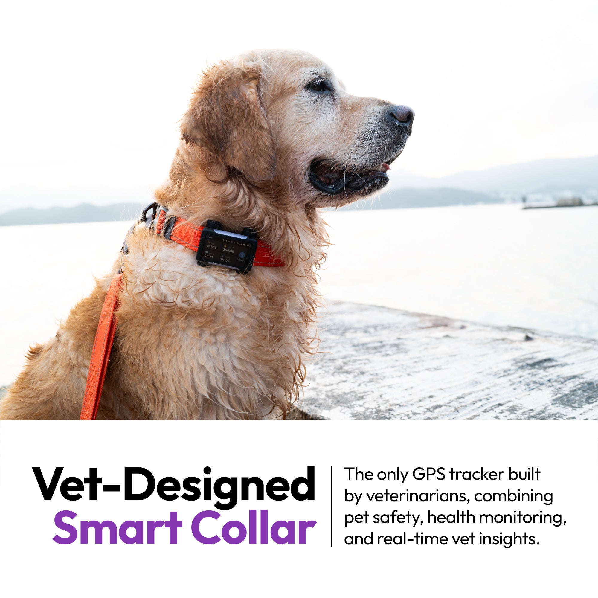 ASK A VET Premium GPS- und Gesundheits-Tracker Halsband fr Haustiere Ask A Vet ASK A VET Premium GPS- und Gesundheits-Tracker Halsband fr Haustiere Ask A Vet
