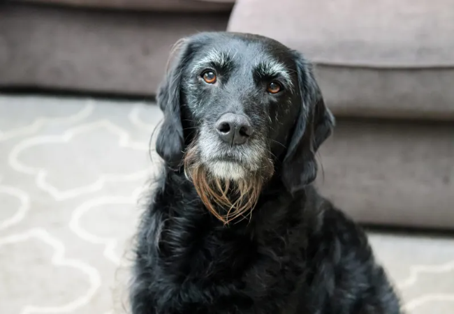 Mycotoxicosis in Dogs 2025 🐶